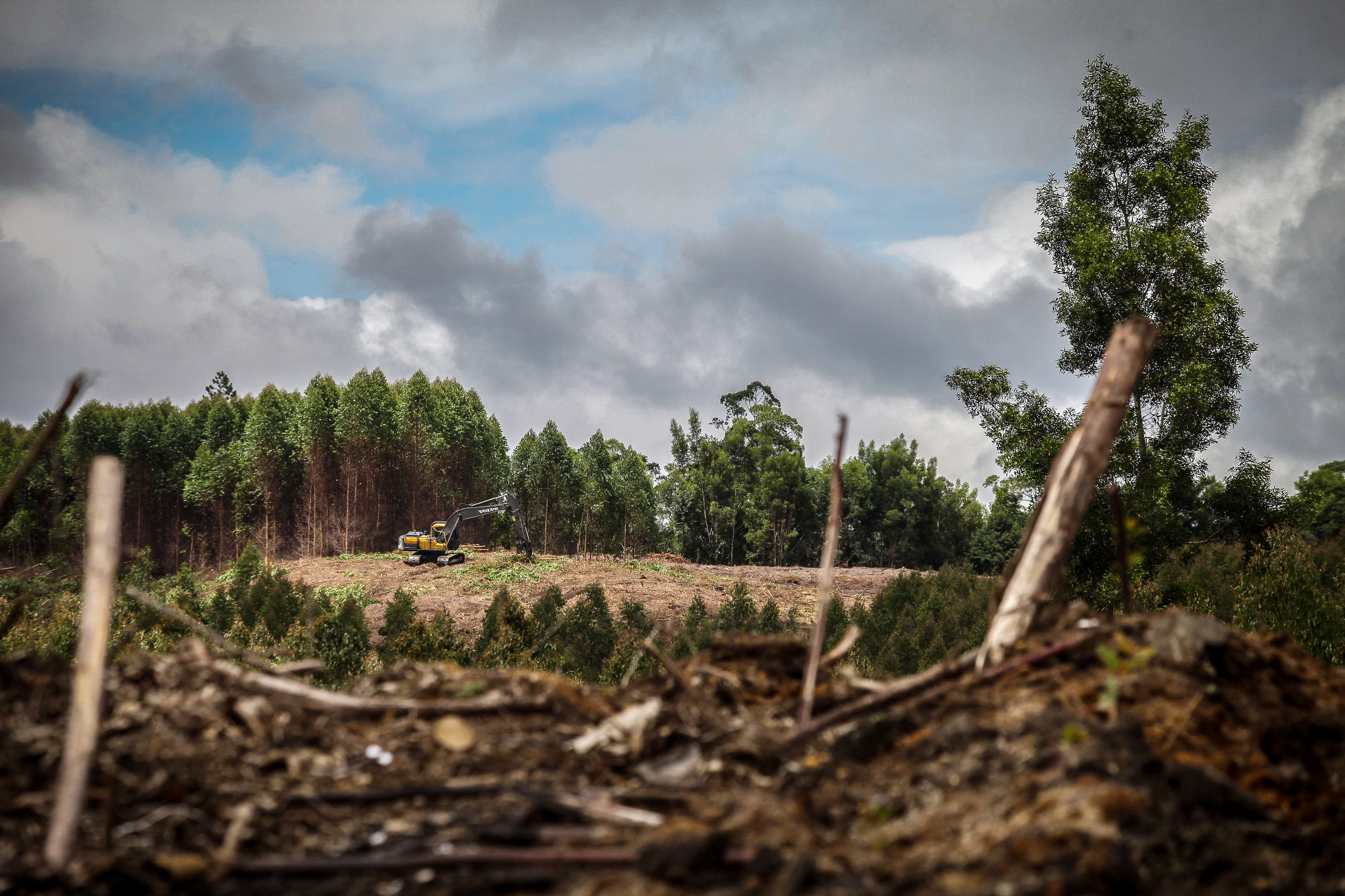 Eucalyptus trees are turned into pulp at the Toba Pulp Lestari plantation. Photo: Albert Ivan Damanik