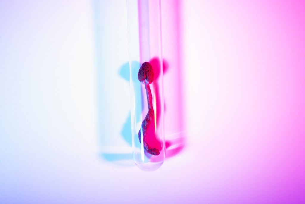 A magic mushroom in a test tube.