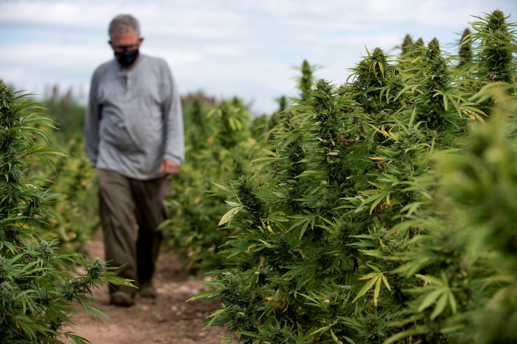 spain-hemp-farming-police-crackdown