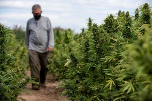 spain-hemp-farming-police-crackdown