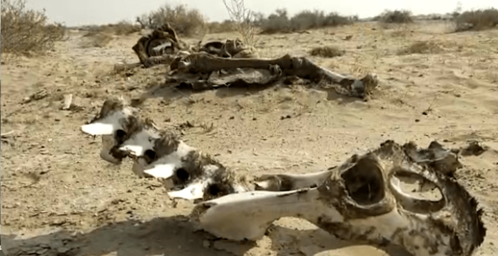 climate change, water crisis, Cholistan, Pakistan, livestock