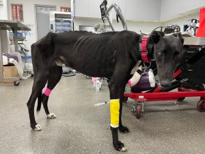 Greyhound at vet after being dumped at rescue - skin and bones - later put down because he had untreated lymphoma and was terminal