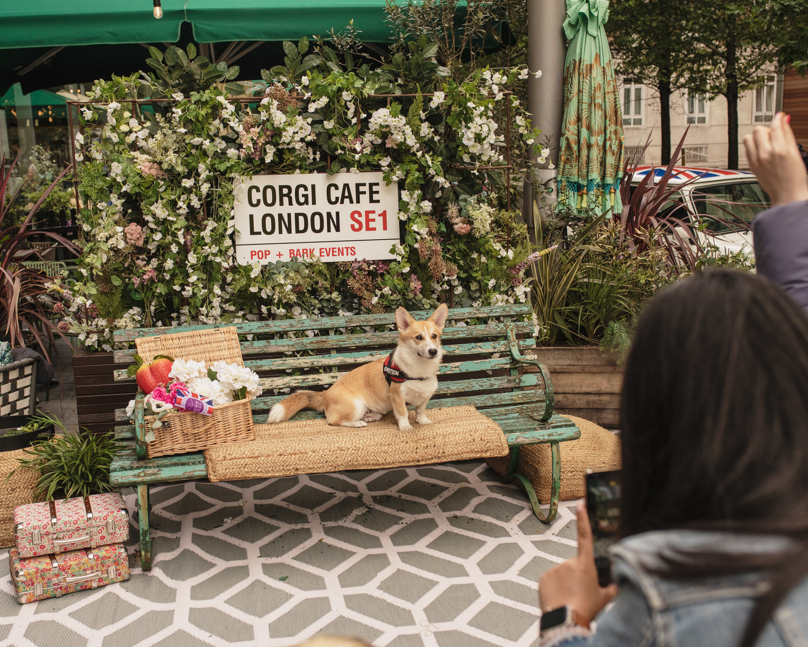 A dog sat on a bench at Platinum Jubilee corgi cafe in London