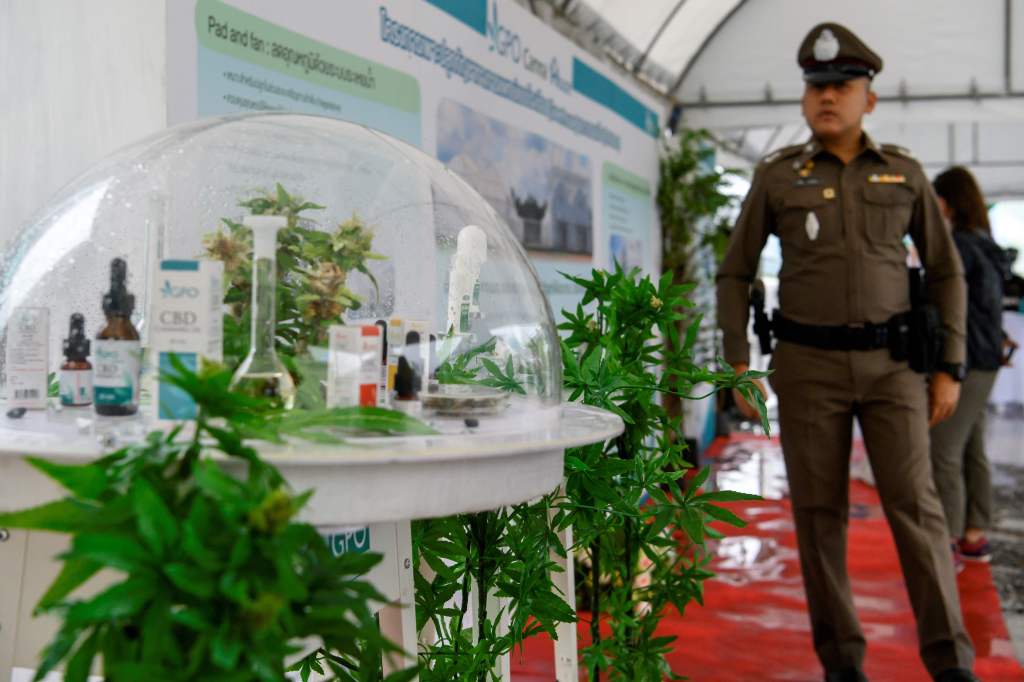 polisi, Thailand, ganja, legalisasi ganja