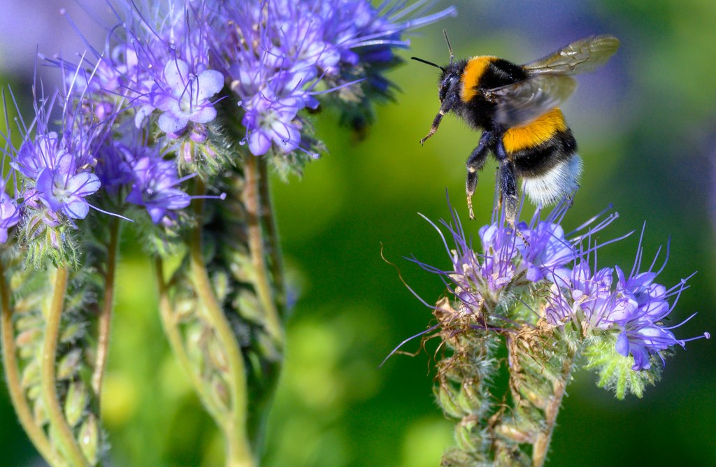 A bumble bee with purple flowers.