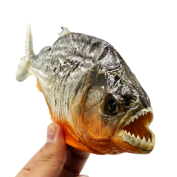 TaxidermyArtistryUK Red Bellied Piranha Taxidermy