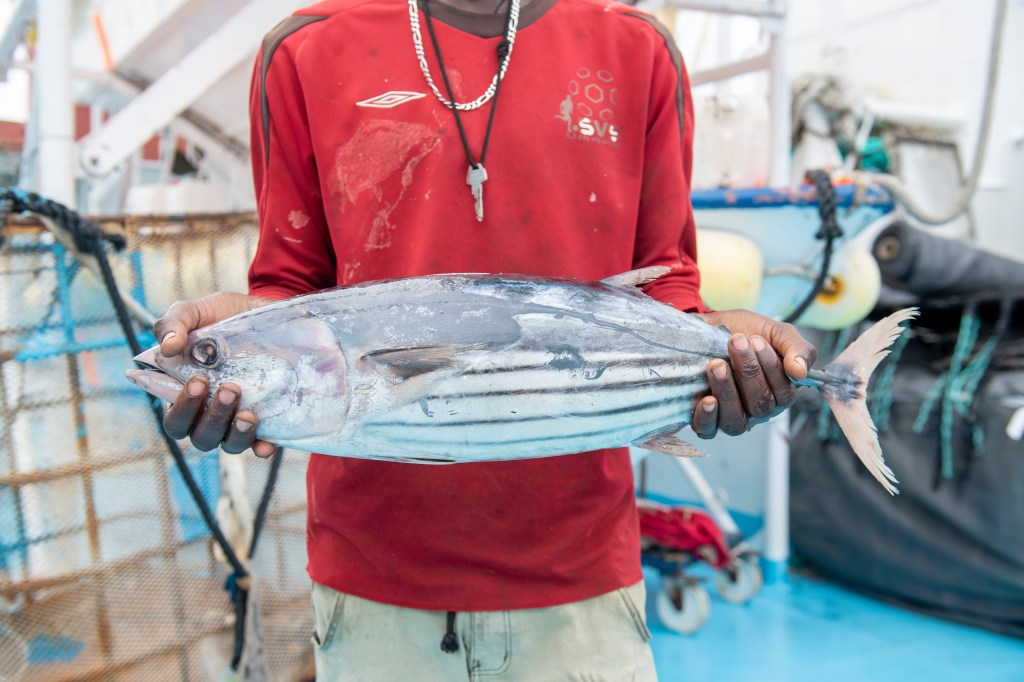 Babakar, fisher from Ghana with a skipjack tuna on board the Jai Alai​.