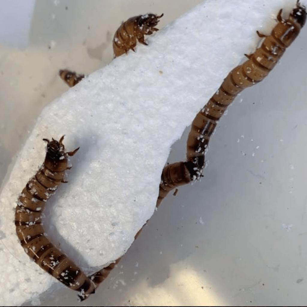 larva kumbang gelap mengerubungi styrofoam