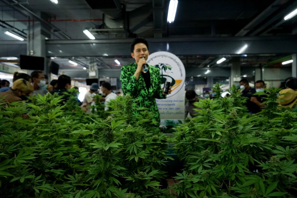 cannabis legalisation thailand