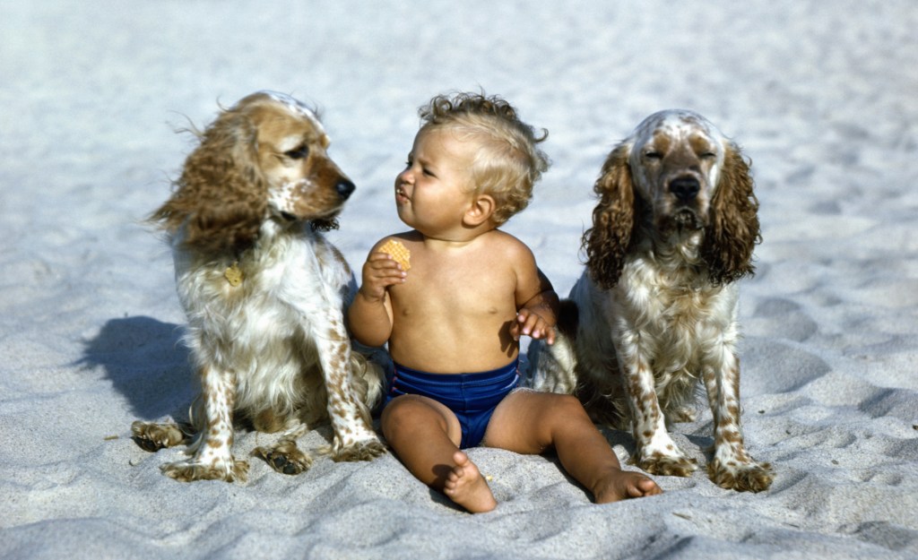 A baby sits on a beach with two dogs.