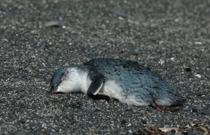 Kororā little blue penguin dead on beach