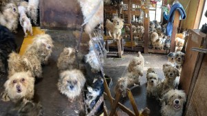 japan, dog, pets, animal, abuse, rights, feces, emacia