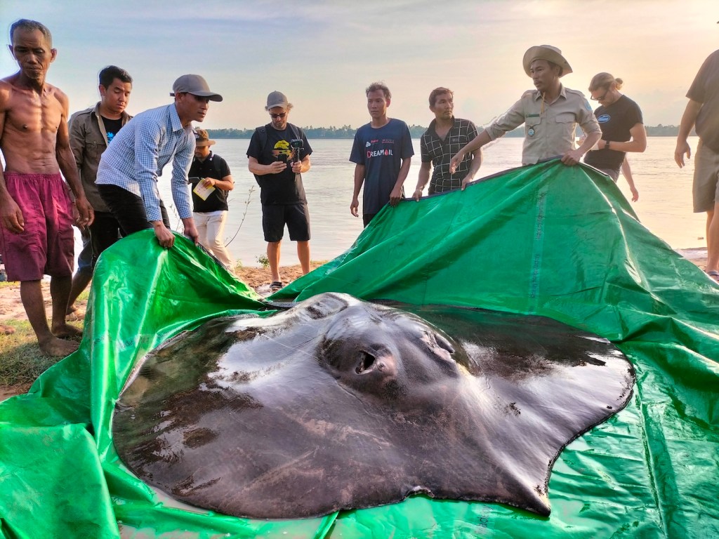 Ikan pari air tawar terbesar sedunia ditemukan nelayan Kamboja