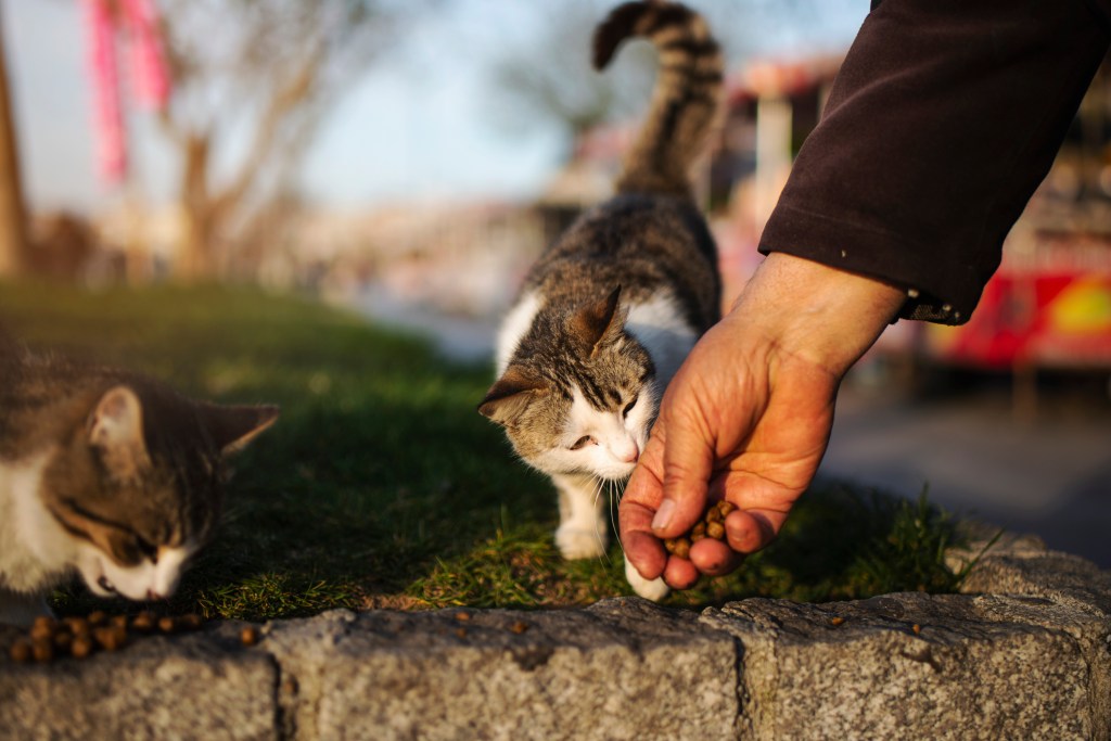 Viral Surat RW di Kedoya Utara Jakbar Larang Warga Beri Makan Kucing Liar