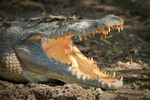 crocodiles australia