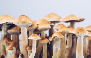 A cluster of psilocybin mushrooms