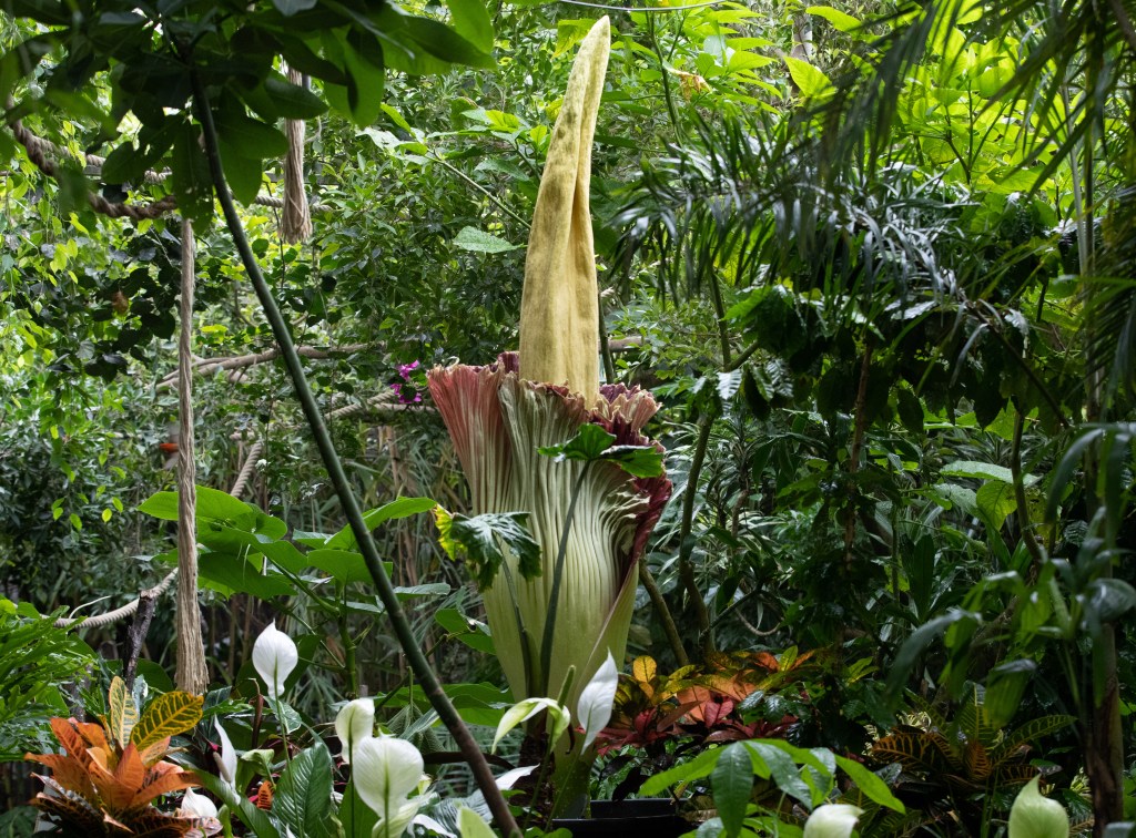 ​A corpse flower, or penis flower, in bloom. Getty Images.