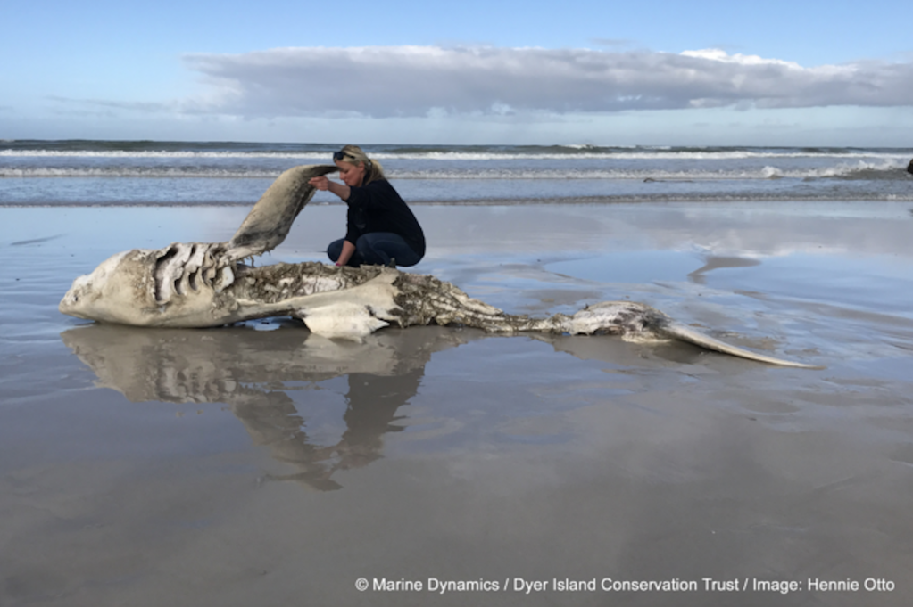 Two orcas named Port and Starboard have been killing great whites and tearing out their organs, scientists say, causing sharks to flee the area en masse.