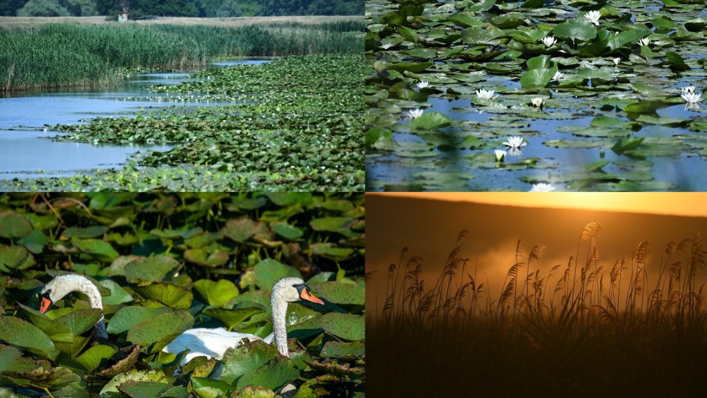 lunca dunarii excursie natura