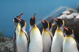 penguin, fish, zoo, aquarium, animals, saba, aji, feed