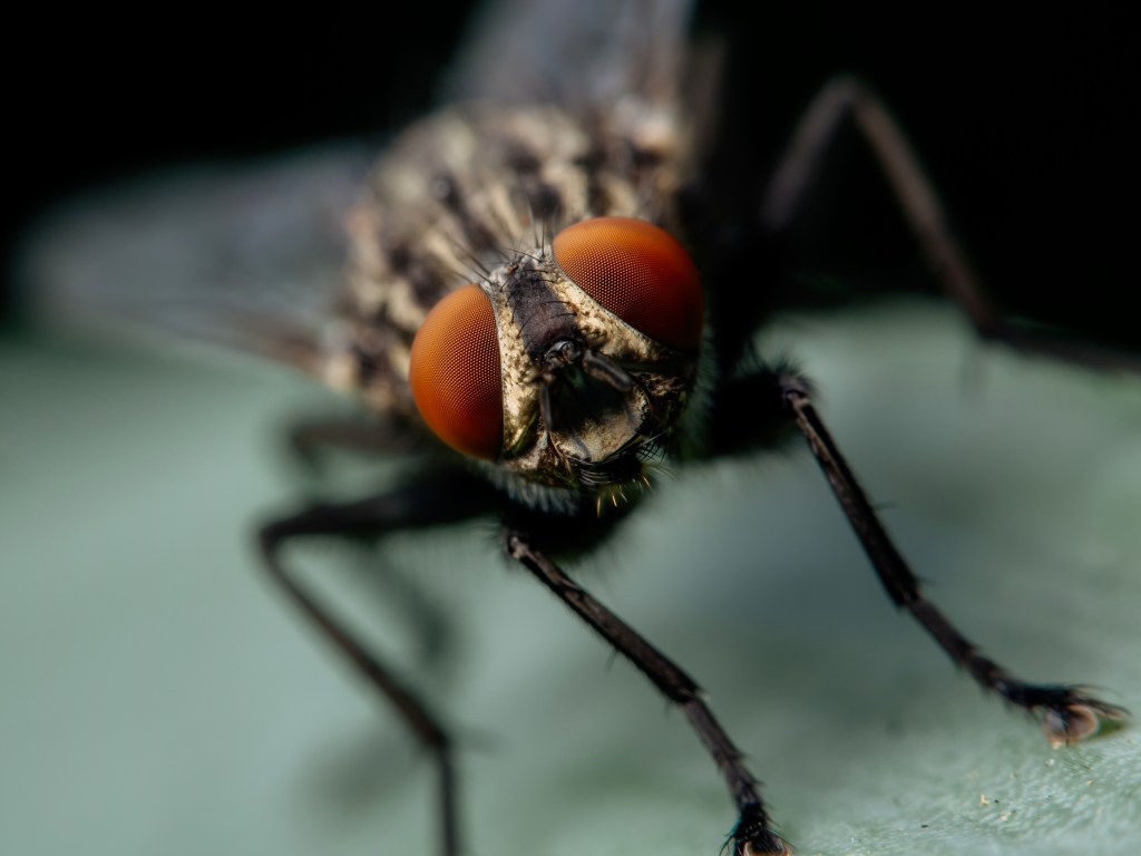 uruguay-cryogenically-frozen-screwworm-fly