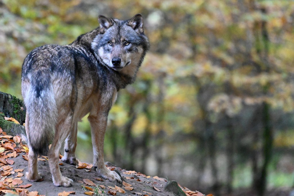 The reemergence of wolves to Germany “has been accompanied by electoral gains for far-right parties,” a new study reports.