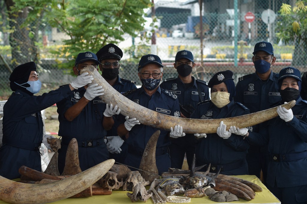 malaysia record ivory seizure