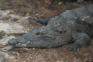 crocodile-attack-mexico-tourists