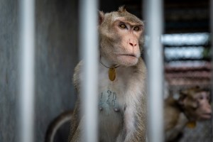 long-tailed macaque captivity