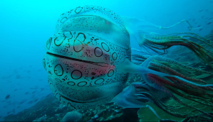 A screenshot of the video of C. maculatus.