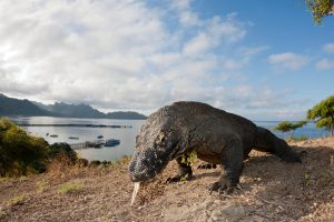 Rencana kenaikan tarif masuk Taman Nasional Komodo jadi Rp3,5 juta diprotes pelaku wisata NTT