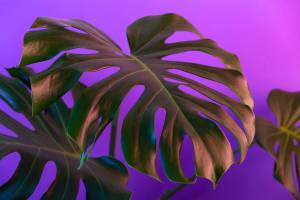 Monstera: Illustration of three big leaves with slits and holes inside of them, superimposed on a purple gradient background.