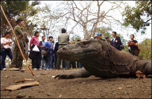 Pelaku Wisata di Labuan Bajo Jadi Tersangka Karena Mogok Massal Tolak Harga Tiket TN Komodo Jadi Rp3,75 juta