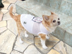 teknlogi  'Baju Kipas Angin' untuk anjing dan kucing peliharaan saat musim panas di Jepang