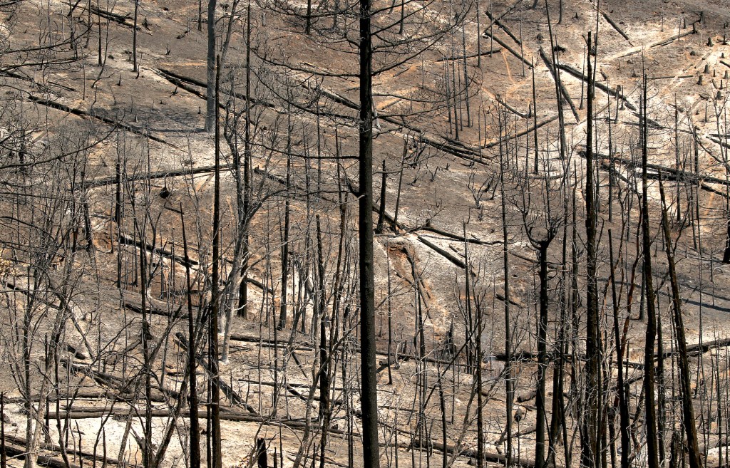 Trees burned in wildfire