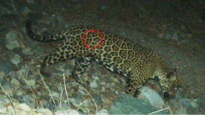 El Jefe the Jaguar in 2021. (Image courtesy of PROFAUNA/Borderlands Linkages Initiative)