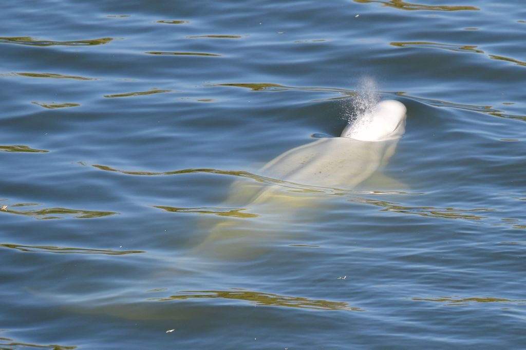 A beluga whale swims between two locks on the Seine river