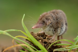 RESEARCHERS FOUND A NEW VIRUS THAT LIKELY JUMPED TO HUMANS FROM SHREWS. PHOTO: MARTIN PELANEK VIA SHUTTERSTOCK