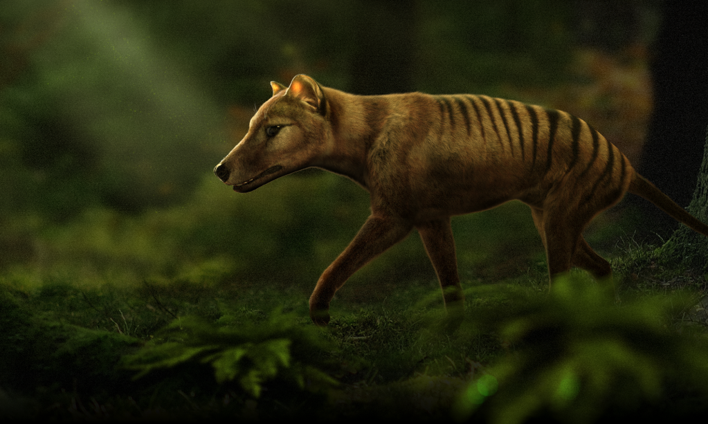 A new effort to bring the thylacine back from the dead could also have benefits for its living relatives.