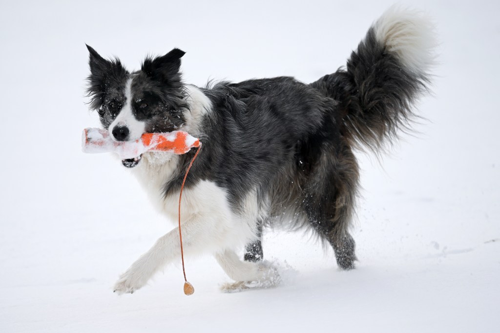 Anjing Border Collie