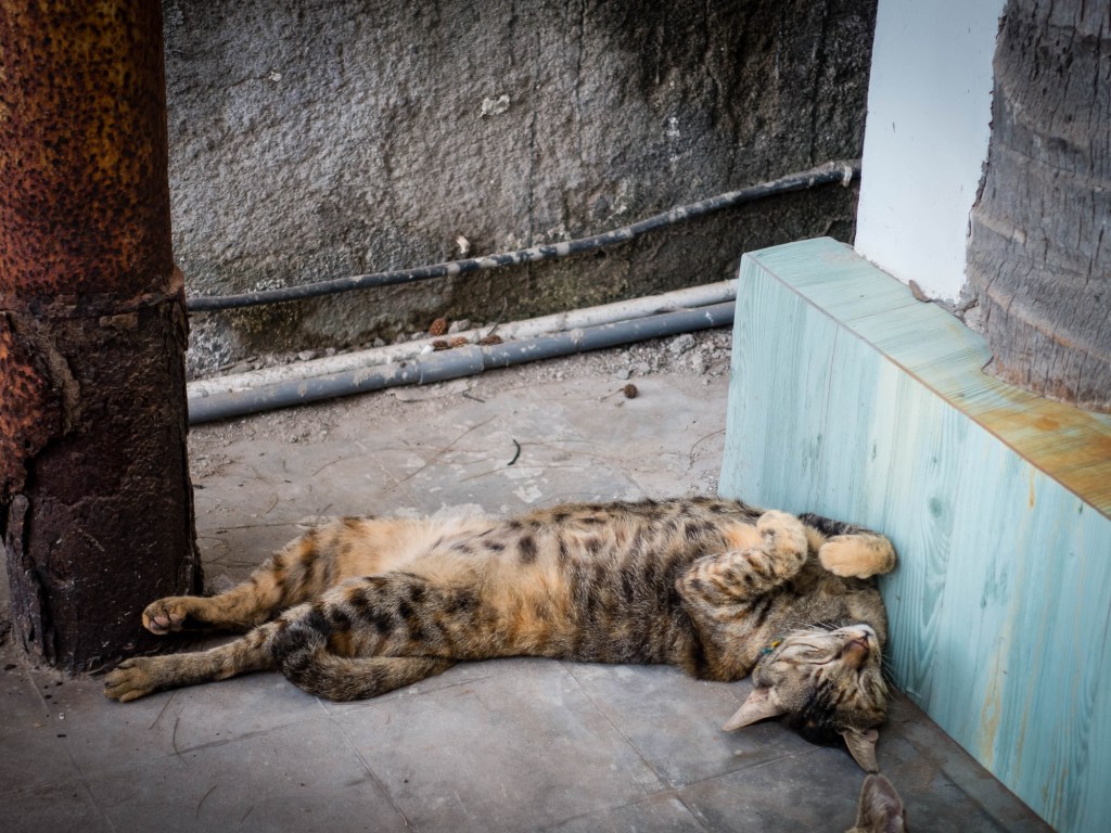 Brigjen TNI insial NA di Sesko Bandung viral Tembak 6 Kucing Liar Dengan Dalih Jaga Kebersihan