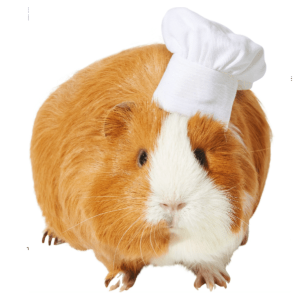 guinea pig