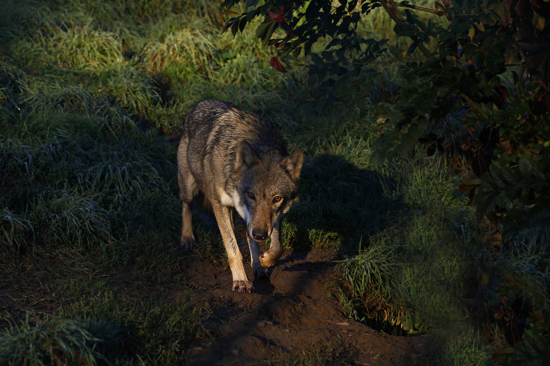 Marielle van Uitert, nature, wolves - Photograph of a European wolf walking on green grass.