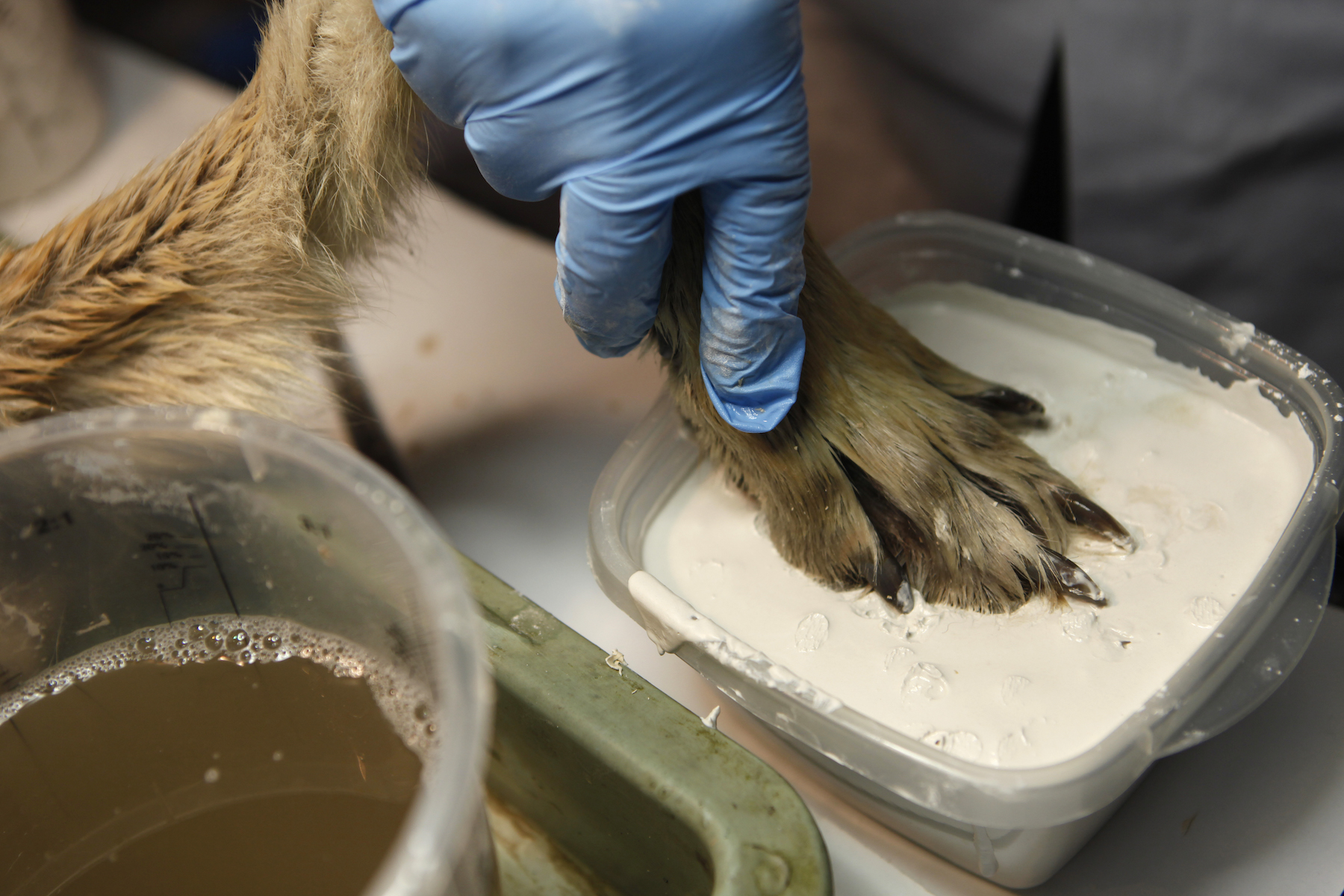 Marielle van Uitert, nature, wolves - Photograph of a wolf's paw being pressed into a mould.