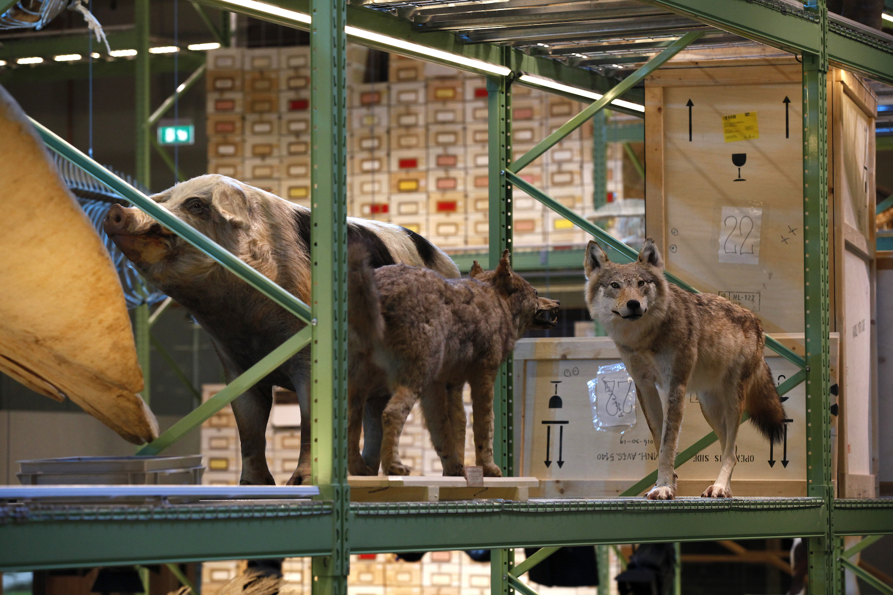 Marielle van Uitert, nature, wolves - Photograph of two taxidermied wolves placed next to a stuffed pig.