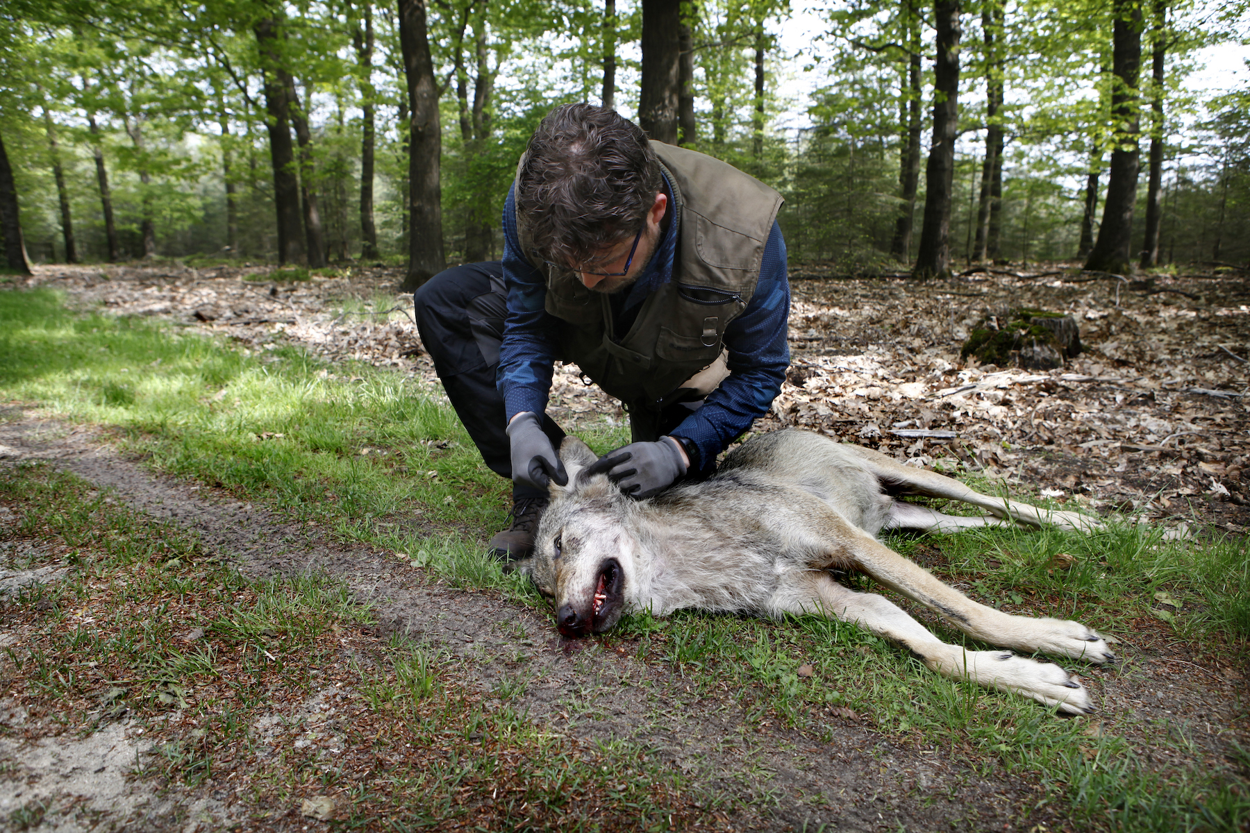 Marielle van Uitert, nature, wolves - Photograph of a man in a sleeveless jacket examining the ear of a dead wolf in a woodland clearing..jpg