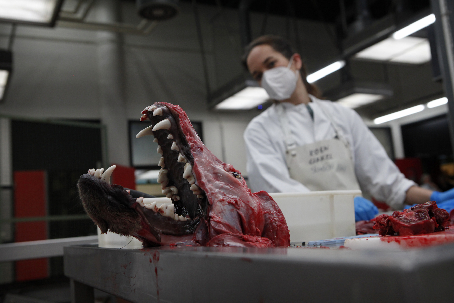 Marielle van Uitert, nature, wolves - Photograph of a skinned wolf skull.