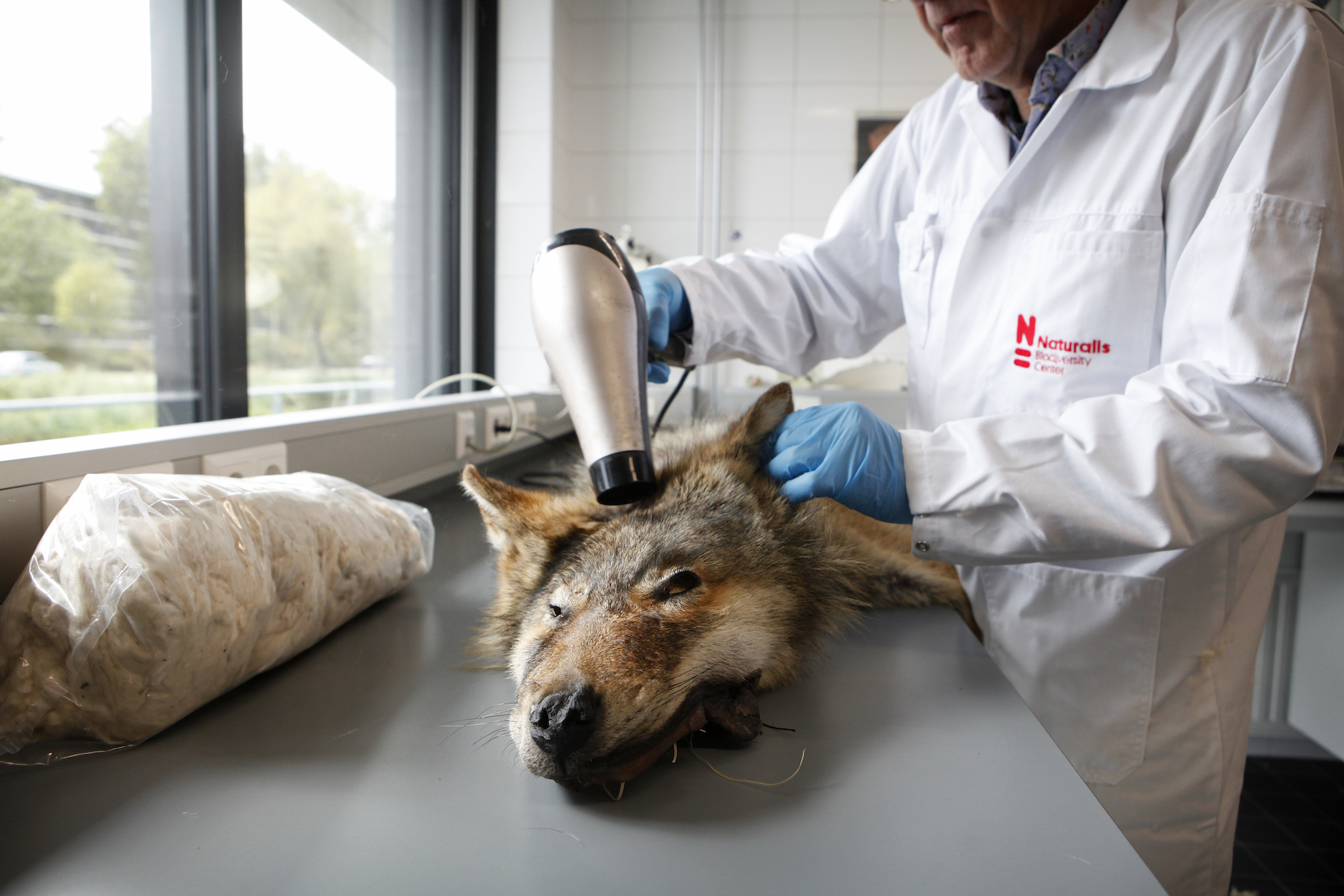 Marielle van Uitert, nature, wolves - Photograph of a man in a white lab coat blowdrying a wolf pelt.