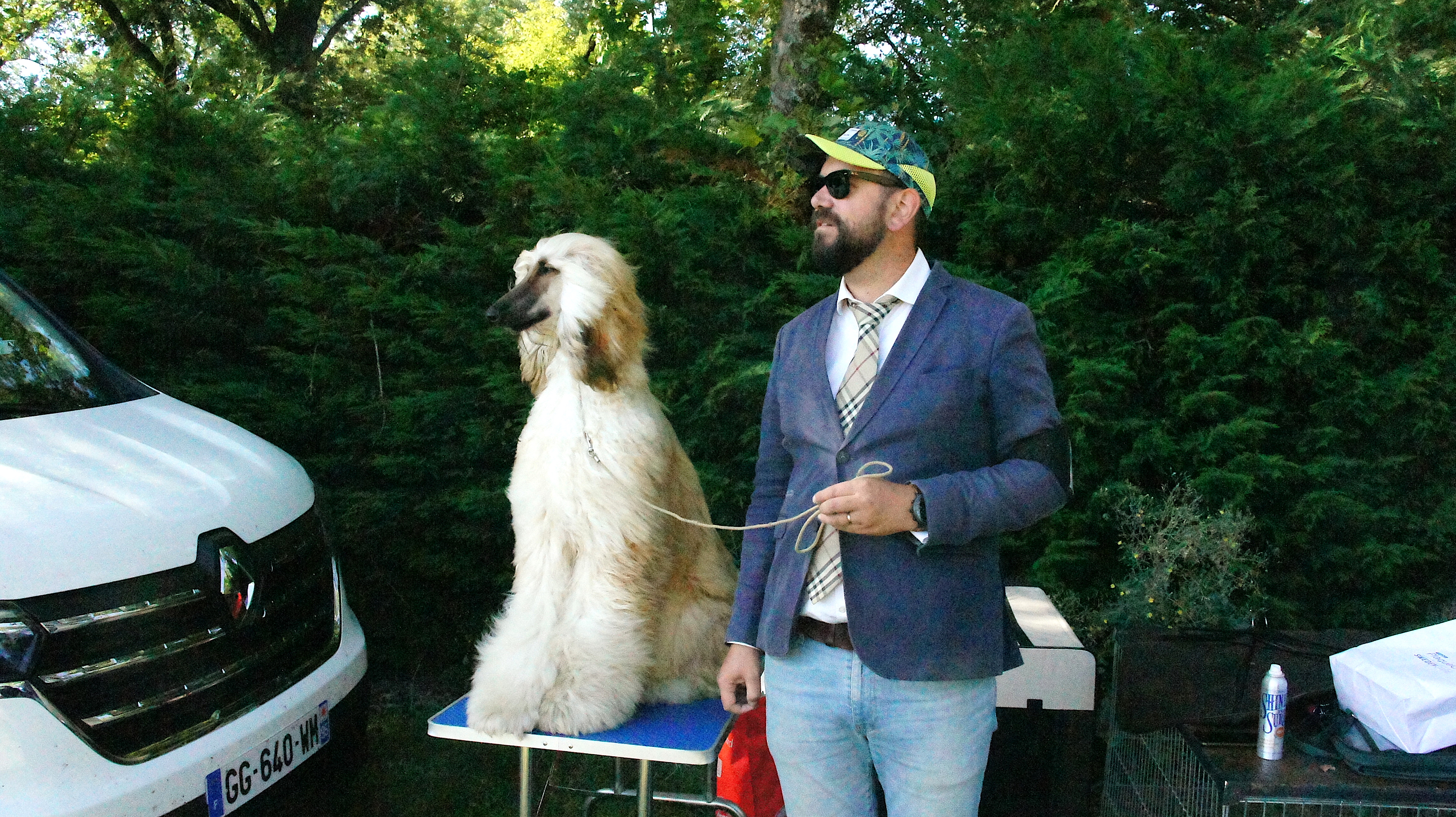 Afghan hound show – man in a blue jacket and jeans standing next to a fluffy beige dog sat atop a blue table next to a white car.