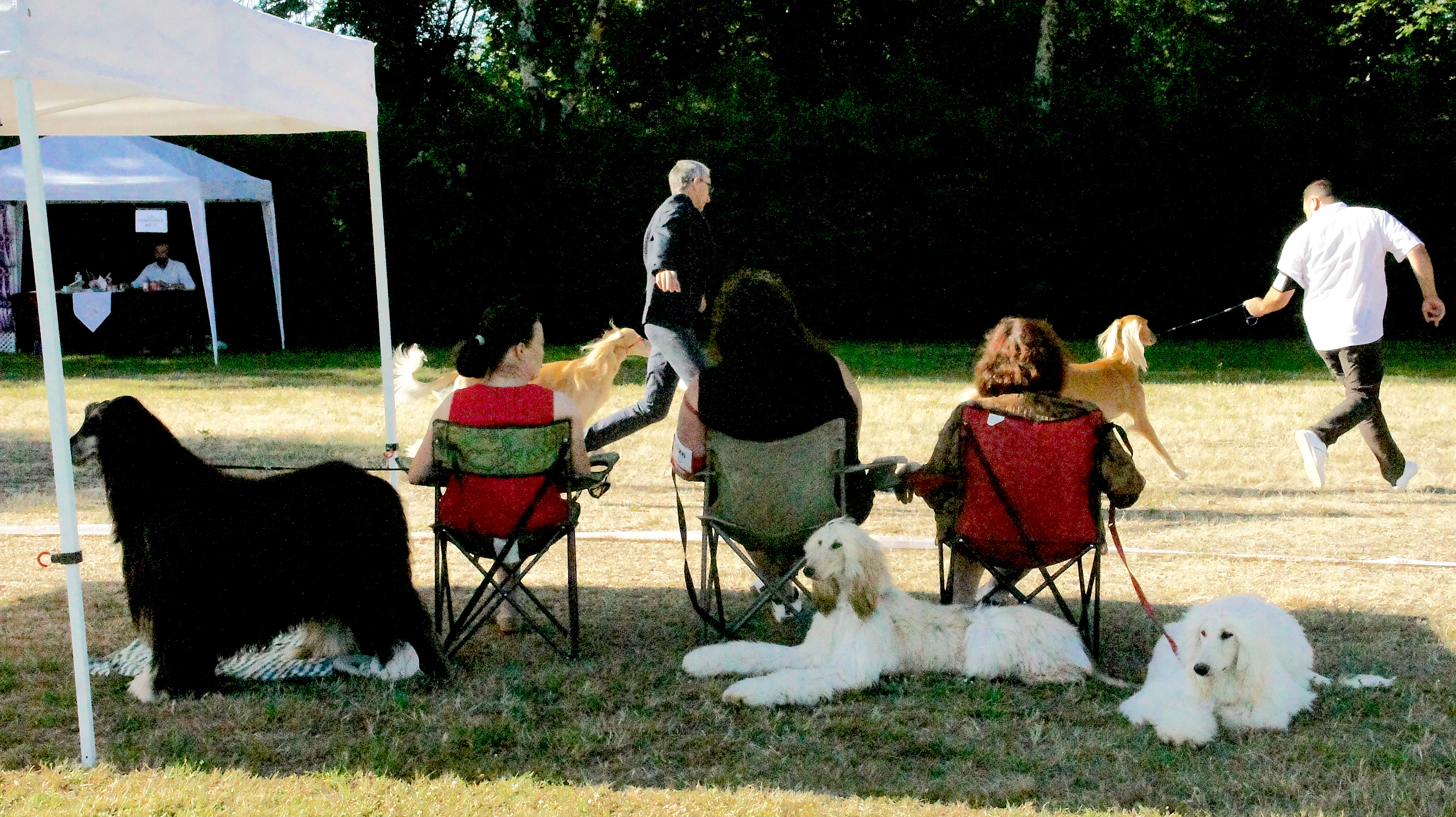 Afghan hound show – three women sitting on camping chairs watching two men run with their salukis. Behind them, three afghan hounds – two white and one black – are lying down in the grass.